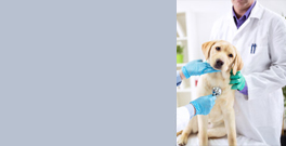 veterinary instruments